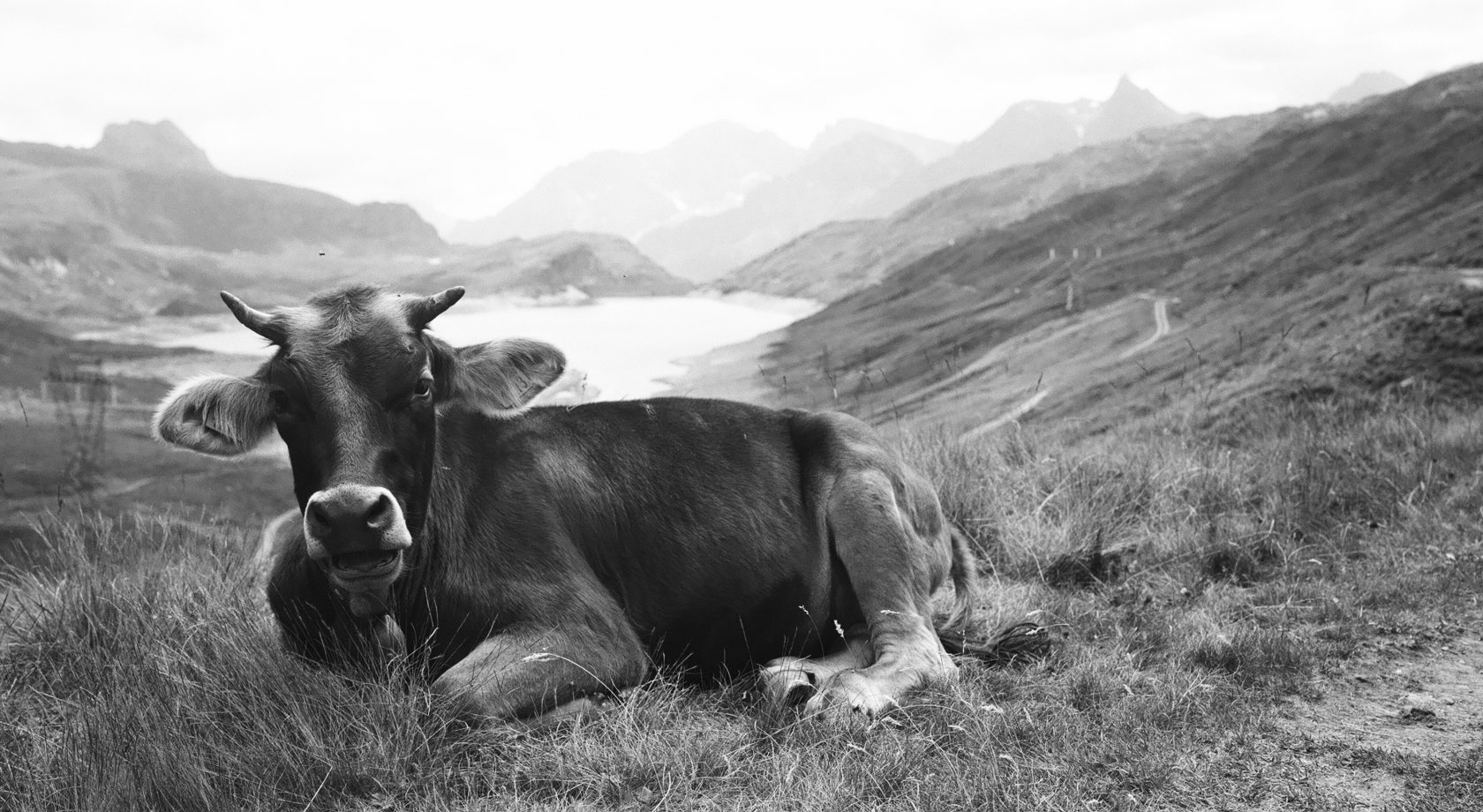 Cow, pastures, Piedmont, Bettelmatt, cheeses