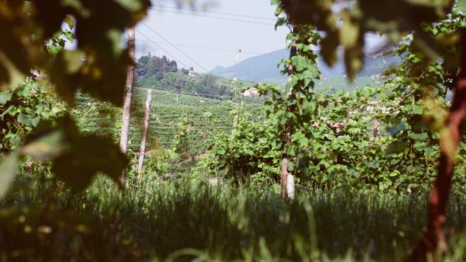 Borgo Molino, prosecco, valdobbiadene, vini, veneto