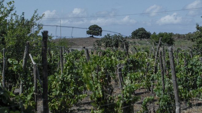 Carlo Hauner, vini, Salina, isole Eolie, Sicilia