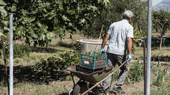 Casa Iuorio, verdure, frutta, Campania