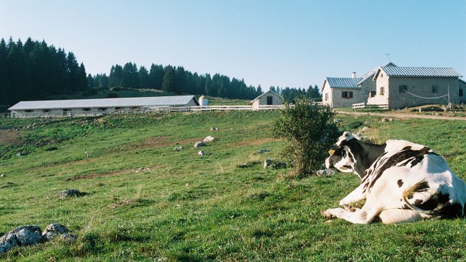 vezzena, alpeggio, formaggio, trentino