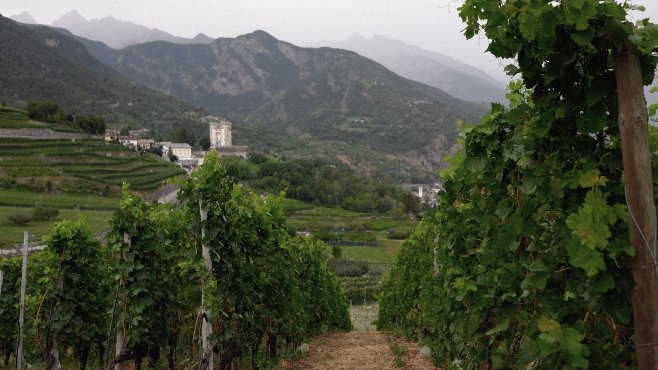 Valle d'Aosta, vigneti