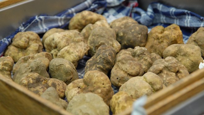 tartufo bianco, alba, piemonte