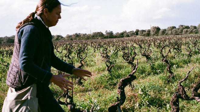 Morella, primitivo, vini, puglia