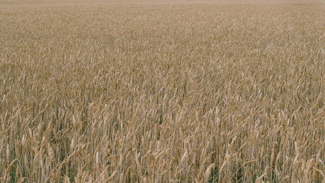 campo, grano, abruzzo