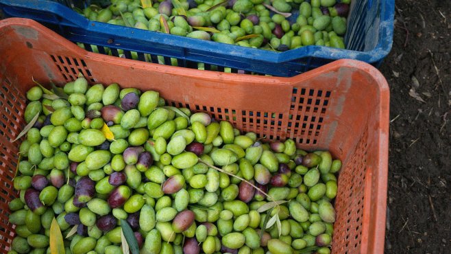 raccolta delle olive, olio d'oliva, Puglia