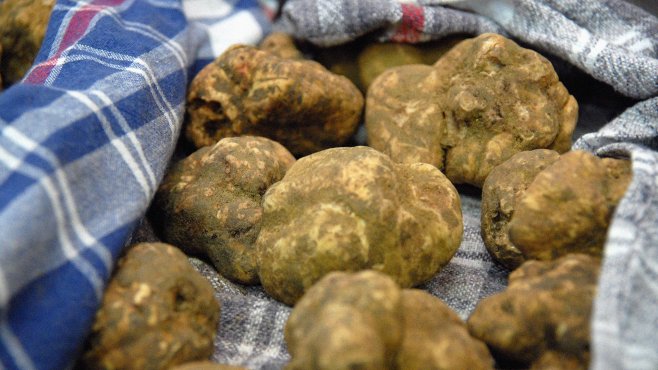 white truffle from Alba, Piedmont