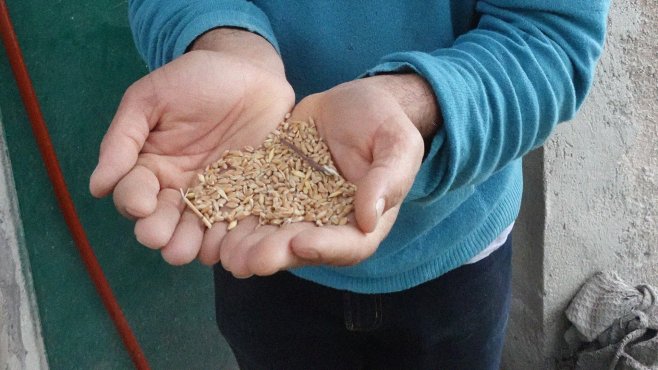 Tularu, grain, non-GMO wheat, rye, Lazio